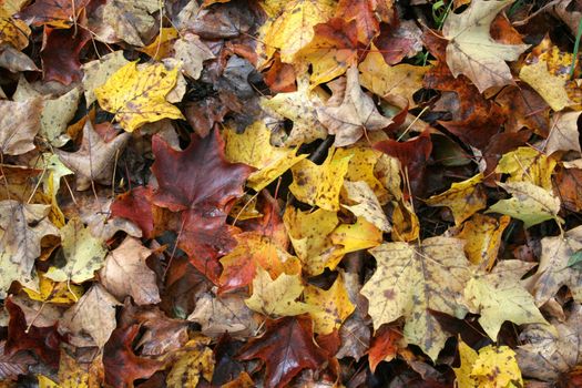 The floor of a maple tree forest during Autumn.