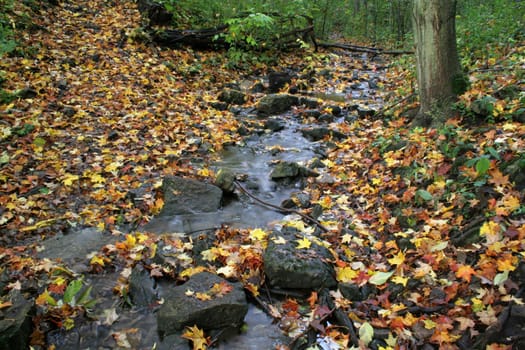 A stream shot during fall, sprinkled with leaves.
