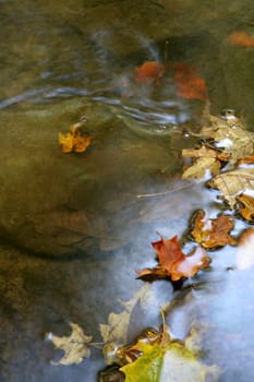 A bunch of maple leaves in a stream in autumn.  The shot was taken with a slow shutterspeed to  give the water it's milky look.
