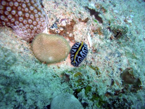 Colourful Nudibranch