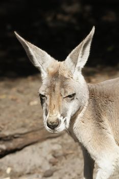 Kangaroo Animal in the Wild at Australia