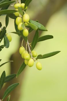Olive branch on an organic farm garden tree