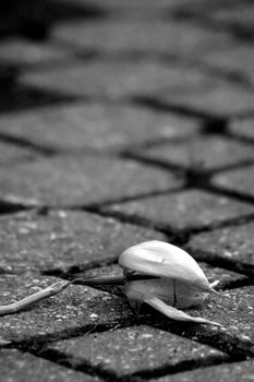 A throwed away, dried tulip alone in the street.
