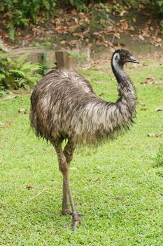 Wild African Ostrich in a Zoo Full Body