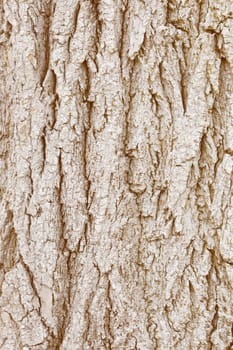 The bark of old wood - natural background