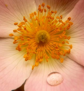 Near the stamen of a flower from a rain drop from.