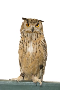 elegant owl night predatory bird of prey