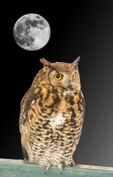 elegant owl night predatory bird of prey