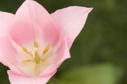 delicate pink lile tulip on a green background growing in the garden