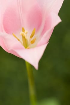 delicate pink lile tulip on a green background growing in the garden