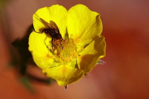 Cinquefoil (Potentilla pensylvanica) with a fly seeking pollen