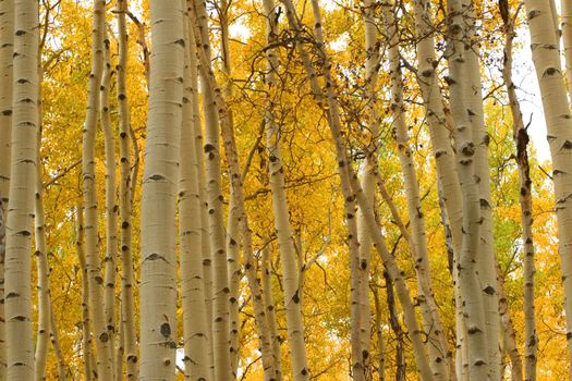 Golden aspen grove in Colorado Rocky Mountains