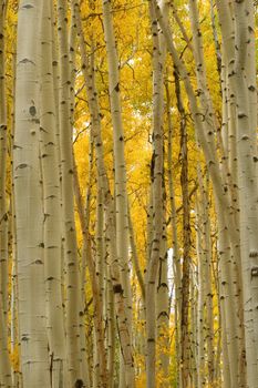 Aspen trees in Autumn turn the forest in a wonderland of gold and yellow hues.