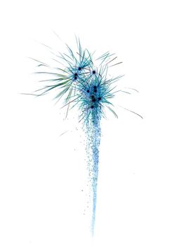 image of an explosion of a firework during a celebration