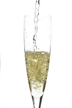 close up of an isolated glass cup of champagne