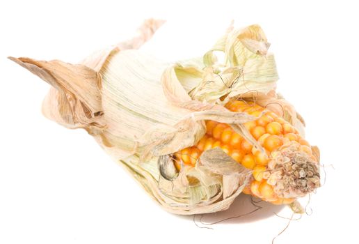 close-up single dried corn, isolated on white