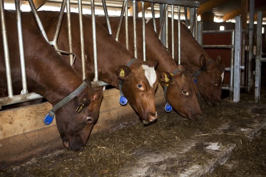 Close up of feeding cows