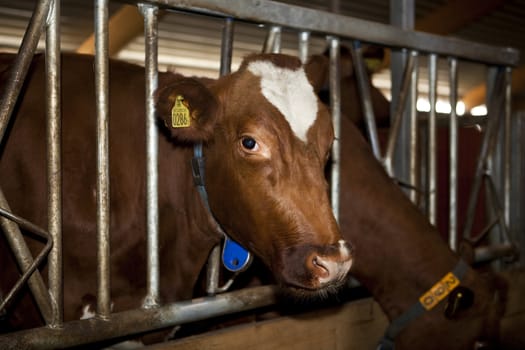 Close up of a feeding cow