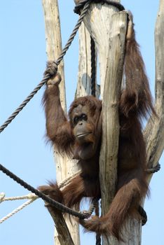 Orangutan sitting on a tree trunk in a zoo