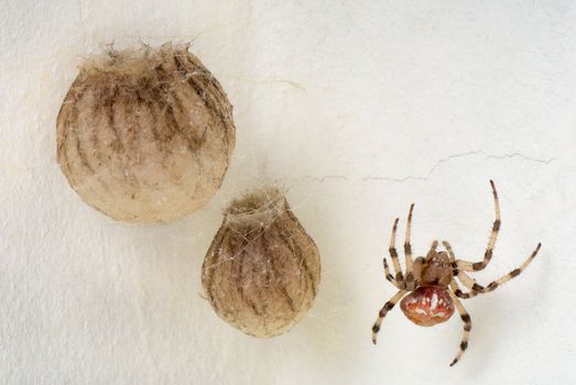The female spiders Araneus marmoreus guarding their nests