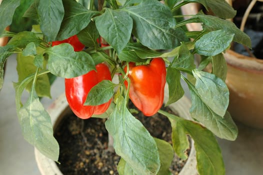 Fresh and ripe red chili bell pepper plant