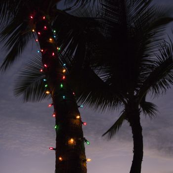 Festive colored lights wrapped around trunk of palm tree at beach.