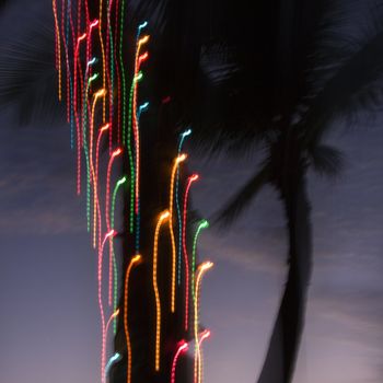 Colored lights on palm tree abstracted by camera movement.