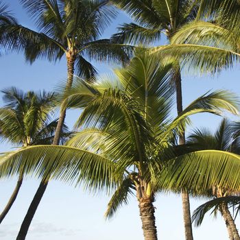 Palm trees against blue sky.