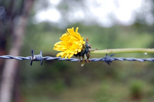 dandelion on barb wire