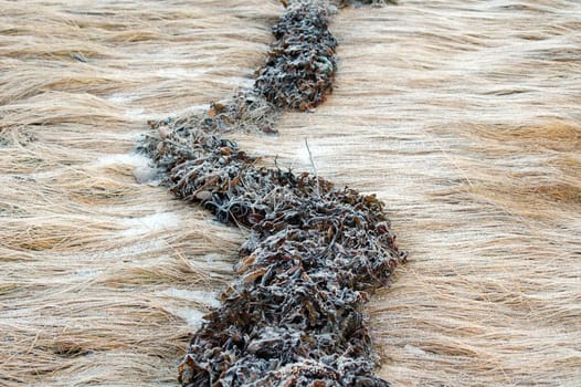 seaweed trail on dead grass
