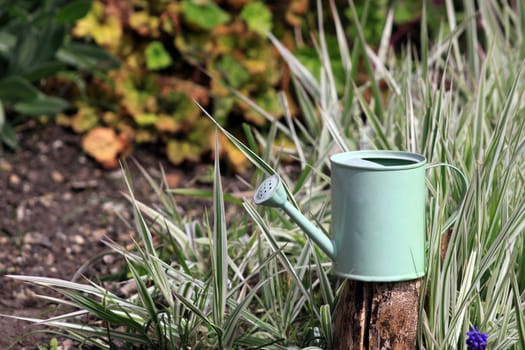 A small pale green watering can set on top of a wooden post, set against silver green grasses in an urban garden setting.