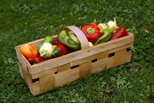 Mixed colorful peppers in a wooden basket.
