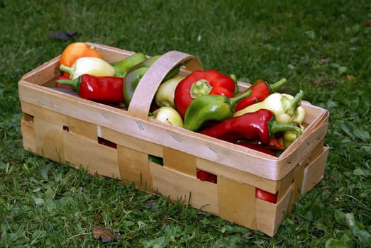 Mixed colorful peppers in a wooden basket.