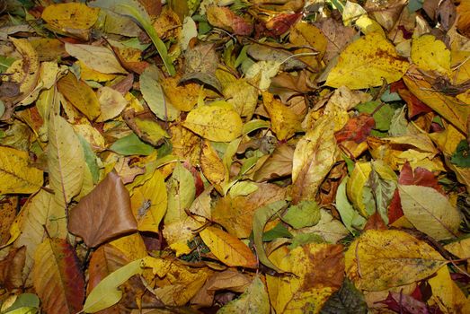 Background of colorful autumn leaves in different shades of yellow green orange and red.