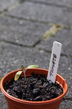 A young tomatoe plant seedling growing in a terracott coloured pot with a hand written plant marker. Set on a portrait format with room for copy above.