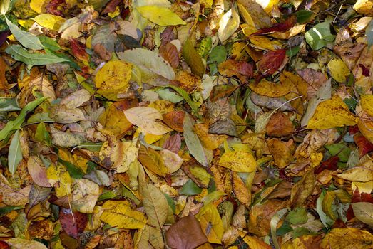 Background of colorful autumn leaves in different shades of yellow green orange and red.