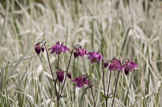 A row of purple flowers set against green and silver leafed grasses, set on a landscape format, located in an urban city garden setting.