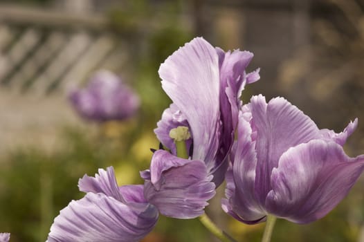 The petals of some light purple tulip flowers.