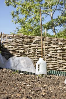 The young shoots of a growing sprout plant set in a plastic container with a bamboo supports. Set against a garden boundry fence constructed of willow.