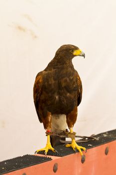 Golden eagle