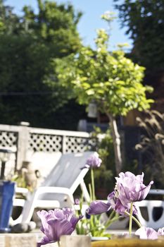 A small city garden setting with wooden constructed decking and sun loungers set to soft focus in the bckground. Sharp focus to front of image on purple headed tulip flowers.