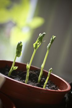 Shoots of young growing peas, set in a terracotta coloured plastic growing pot.