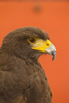 Golden eagle