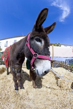 Farmland and Donkey