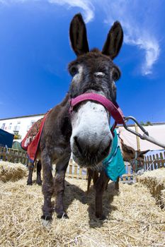 Farmland and Donkey