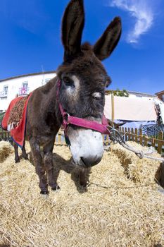 Farmland and Donkey