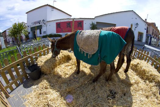 Farmland and Donkey