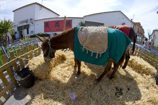 Farmland and Donkey