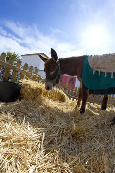 Farmland and Donkey