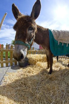 Farmland and Donkey